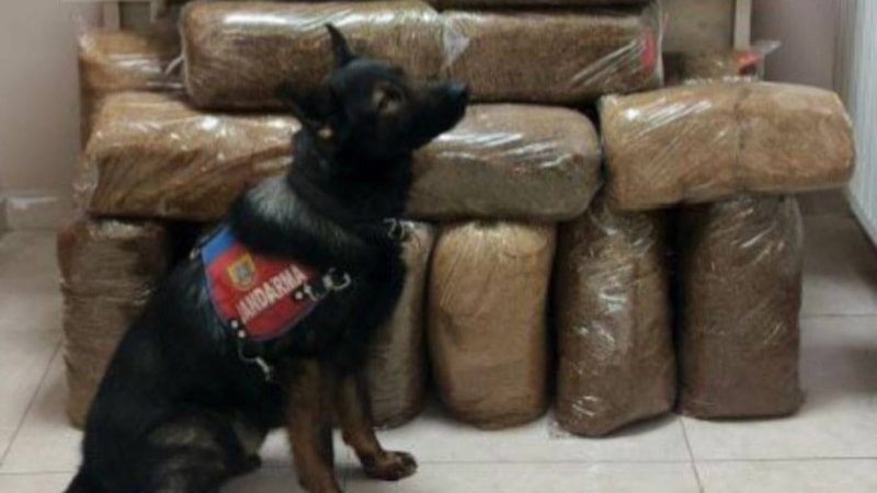 Kayseri'de yolcu otobüsünde kaçak tütün ele geçirildi