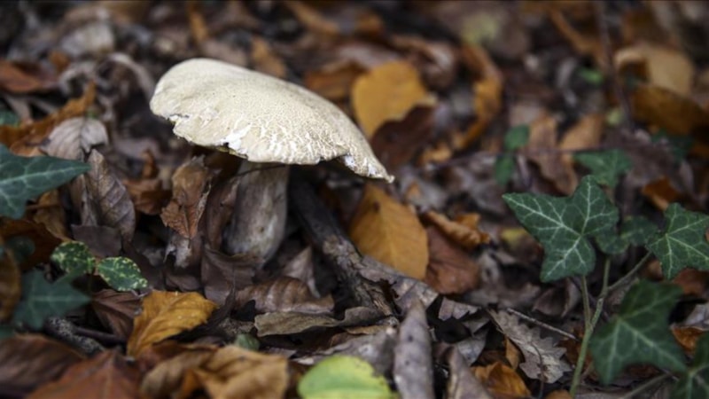 Avustralya mantar cinayeti davası başladı