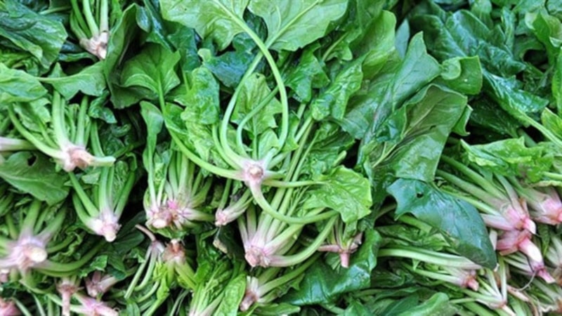 “Tüketmeyin” çağrısı yapıldı: Marketlerde satılan ıspanaklar ve kara lahanalar toplatılıyor!