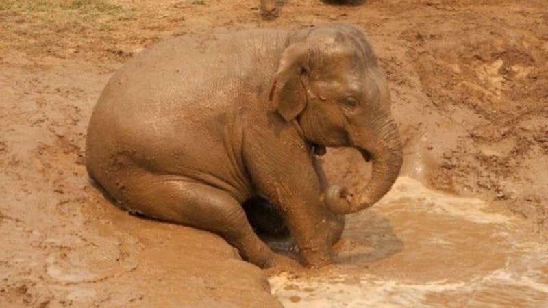Filler neden çamur banyosu yapar? İşte yanıtı...