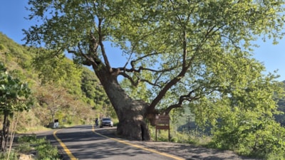Tekirdağ'da 15 padişah gören ulu çınar tarihe tanıklık ediyor