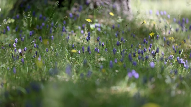 Yıldız Dağları'nda Trakya'nın rengarenk ilkbaharı