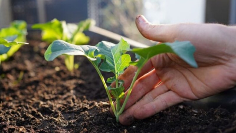 Mayıs ayında ne ekilir? İşte, Mayıs ayında ekilen sebze ve meyveler