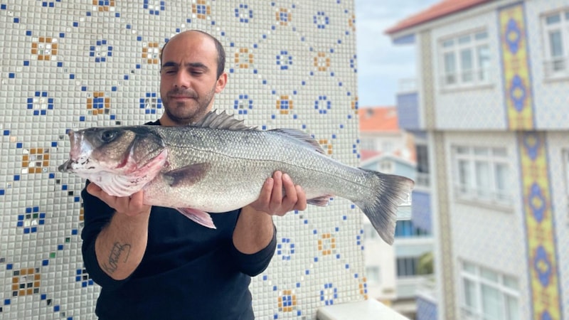 Türkeli'de 7,5 kiloluk dev levrek yakalandı