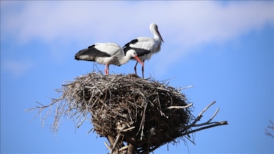 Van'da iki leyleğe 15 yıldır bahçesinde ev sahipliği yapıyor