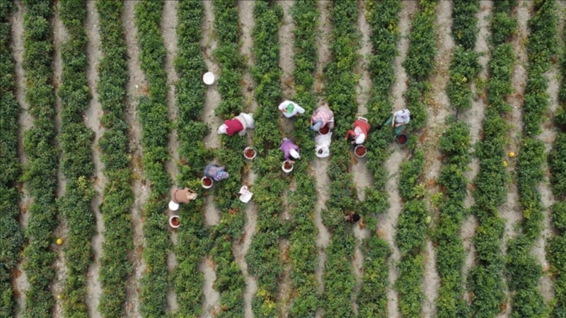 Çiftçilere 3,1 milyar lira destek ödemesi bugün yapılıyor