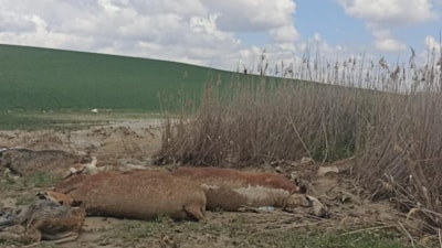 Ankara'da sel: 17 büyükbaş hayvan telef oldu