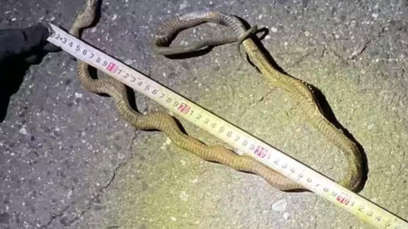 Japonya'da tren hattında bir yılan kablolara dolandı: Elektrik kesintisine yol açtı