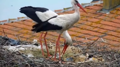 Kuluçkaya yatan Yaren leyleğin yavruları yumurtadan çıktı
