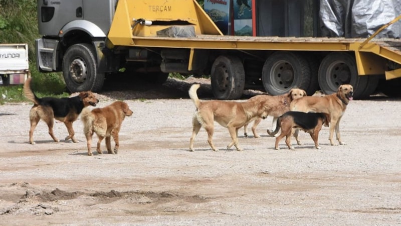 CHP başvurmuştu: AYM başıboş köpek yasasını esastan inceleyecek