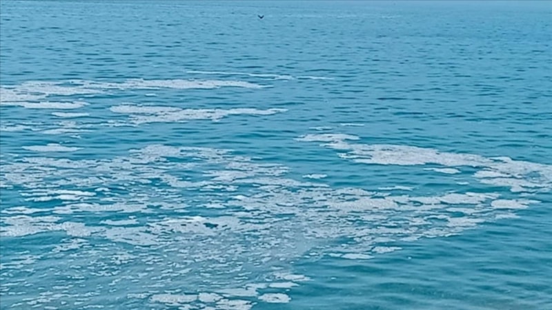 Yalova, Armutlu'da müsilaj görüldü