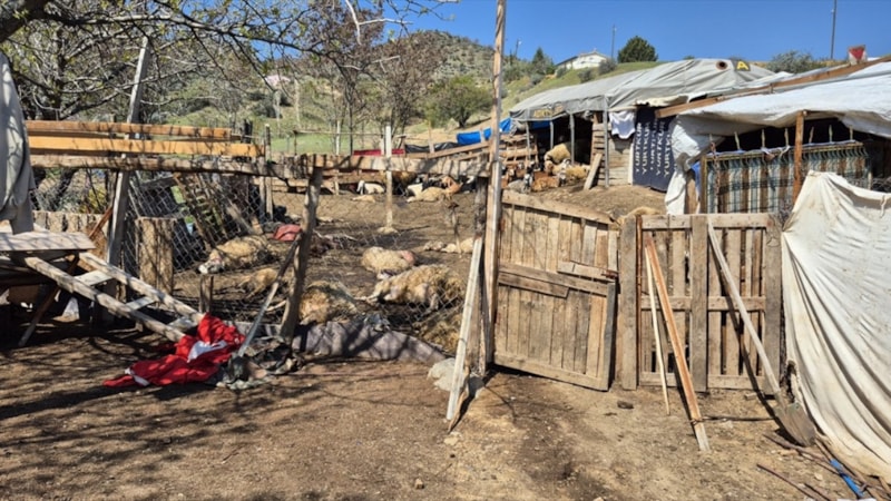 Kırıkkale'de kurtlar, 25 koyunu telef etti