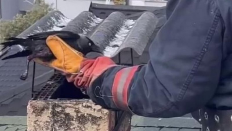 Sakarya'da antene sıkışan karga kurtarıldı