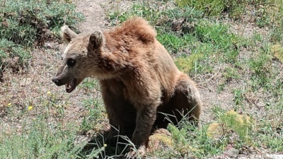 Nemrut Gölü'ne giden vatandaşlara bozayı uyarısı