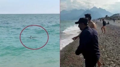 Antalya'da vatandaşlar taş atarak köpek balığını kovalamaya çalıştı