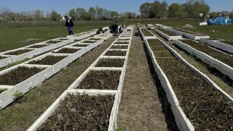 Hasadı başladı: Ekenin yüzünü güldürüyor, 1 dönümünden servet fışkırıyor