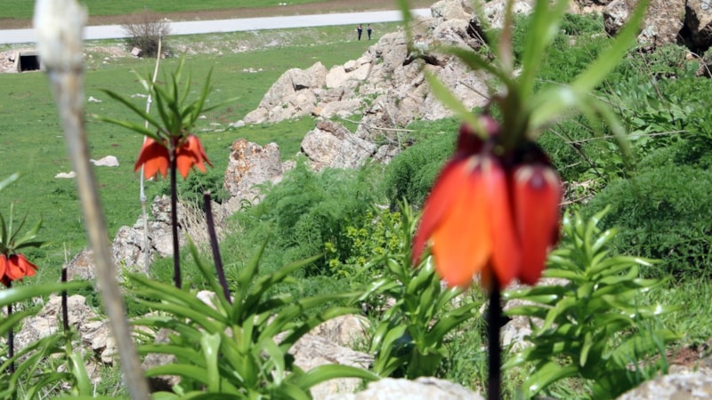 Hakkari'de ters laleleri jandarma ekipleri koruyor