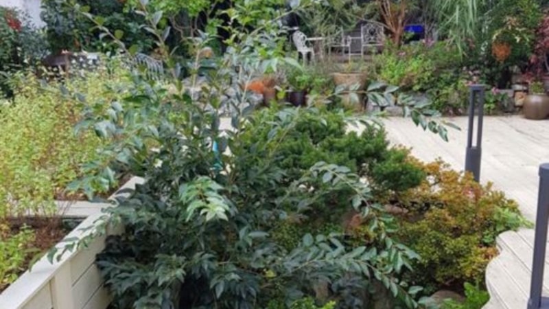 Görsel İllüzyon: Dahi Olduğunuzu Düşünüyorsanız, Gizli Kediyi Görüyorsunuz...