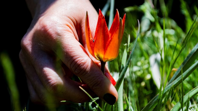 Görmek serbest, koparmak servet değerinde! Bu çiçeği koparan 557 bin TL ödüyor