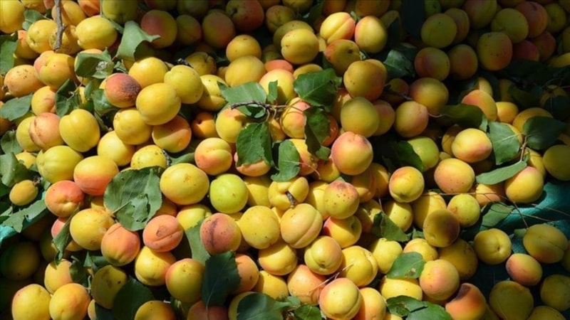 Malatya'dan nisanda 23 milyon dolarlık ihracat