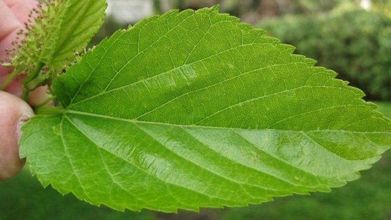Şifa kaynağı! Dut yaprağının faydaları saymakla bitmiyor...