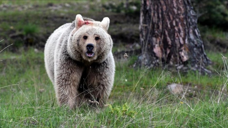 ABD'de ayı saldırısına uğrayan kişi hayatını kaybetti