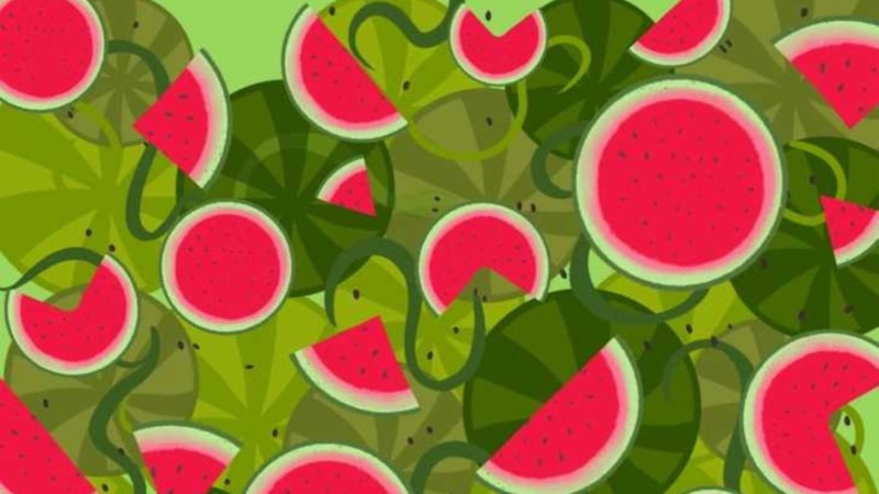 İllüzyon: Karpuzlara iyi bakın! Bir yılan saklanıyor...