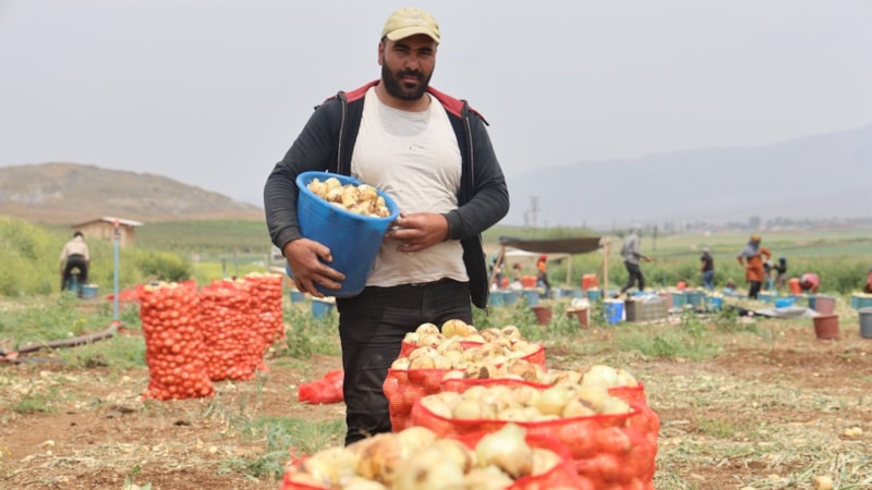 Hatay'da don ve kuraklık rekolteyi etkilemedi: Soğan tarladan 8 TL'den alıcı buluyor