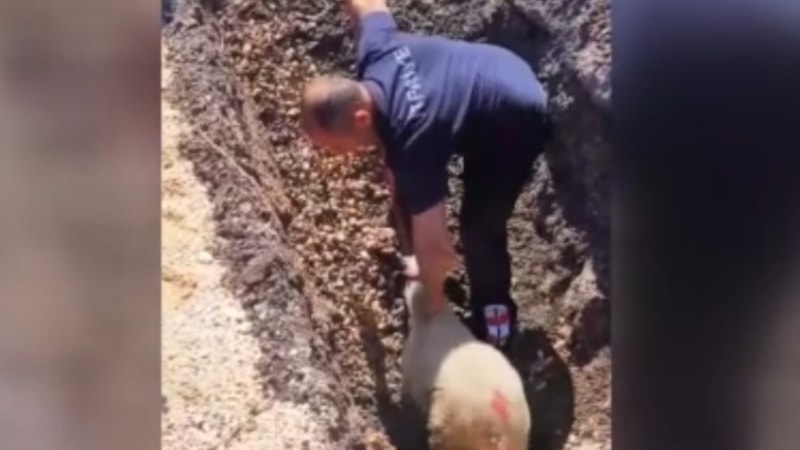 Diyarbakır'da kanalizasyon borusuna sıkışan kuzu kurtarıldı