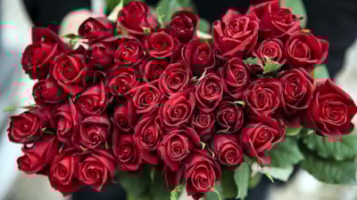 Anneler Günü hasadı: İşte 2025 gül fiyatları...