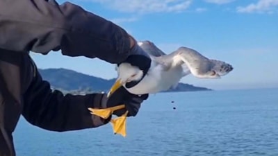 Muğla'da amatör balıkçı, oltasına dolanan martıyı kurtardı