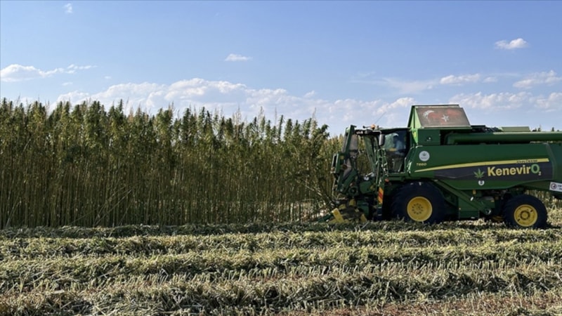 Kenevirde üretim ve verimlilik artıyor