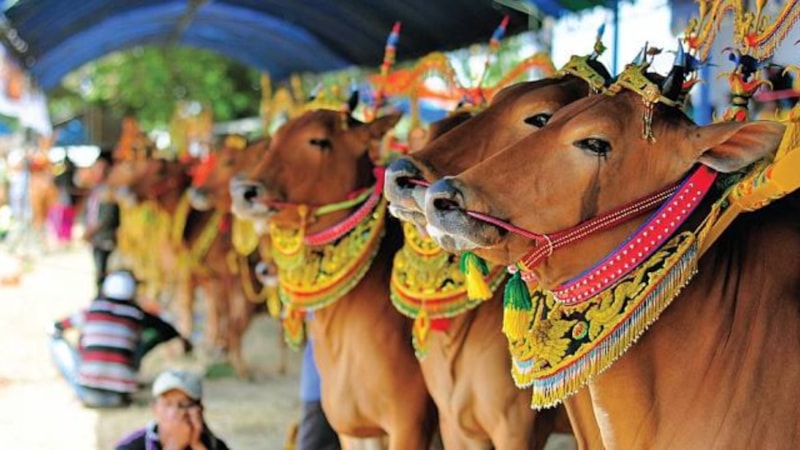 Hindistan'da inekler neden kutsal? İşte sebebi