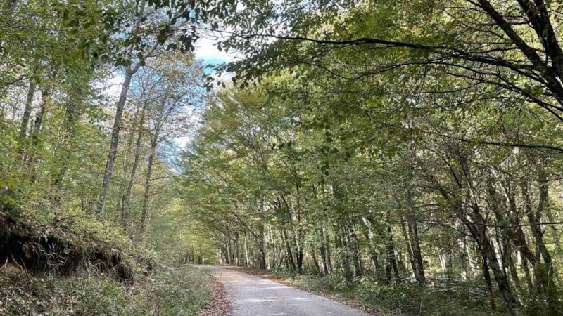 Kırklareli’de ormanlara giriş yasaklandı