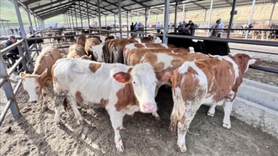 Doğu Anadolu'dan kurbanlık sevkiyatı başladı