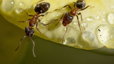 Kenya'da 2 Belçikalı 5 bin karıncayla yakalandı