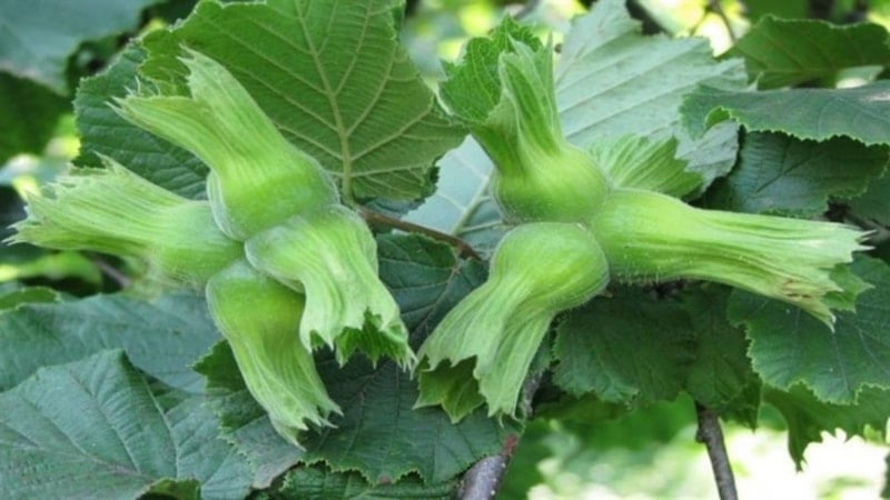 Düzce'den AB ülkelerine 11 bin 71 ton fındık gönderildi