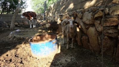 Adıyaman'da sokak köpekleri köylülerin hayvanlarına saldırdı