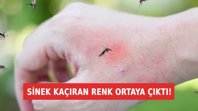 Sinekler bu renge dayanamıyor: Giyen yaz boyu rahat edecek