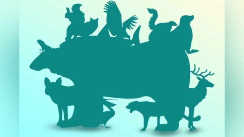 17 saniyelik bulmaca: Resimde kaç hayvan var? Dahiler buldu bile!