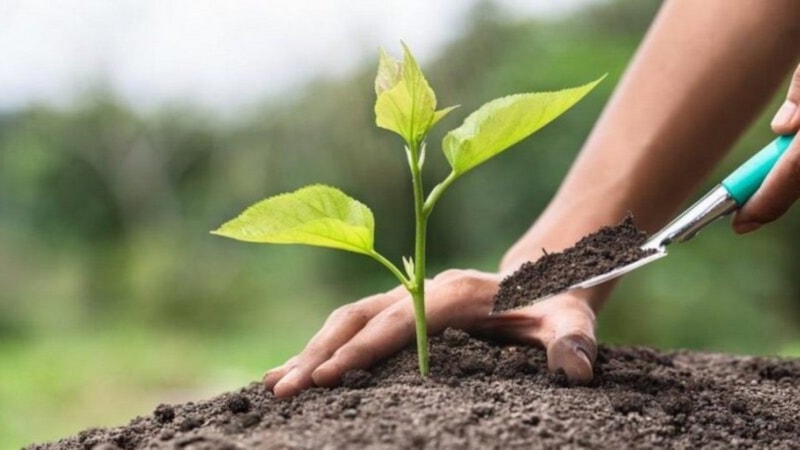 Meyve fidanı dikimi ne zaman yapılır? İşte en uygun zaman...