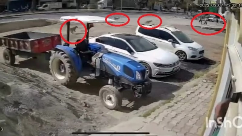 Mardin'de okuldan çıkan öğrencilerin başıboş köpeklerin saldırısından kurtulduğu anlar