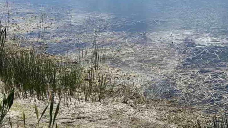 Kamuflaja dikkat: Timsahı görenler avcı gözlü sayılıyor...