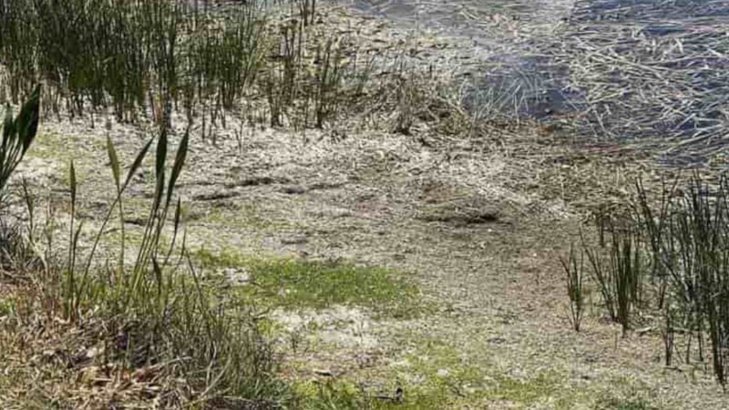 Optik İllüzyon: Göldeki Timsah Nerede? Dahiler 5 Saniyede Gördü…