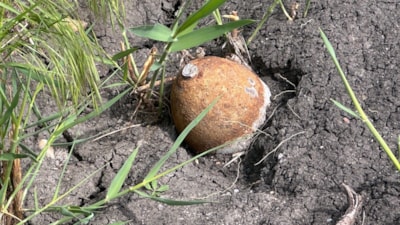 Edirne'de ayçiçeği tarlasında top mermisi bulundu
