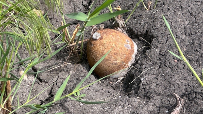 Edirne'de ayçiçeği tarlasında top mermisi bulundu