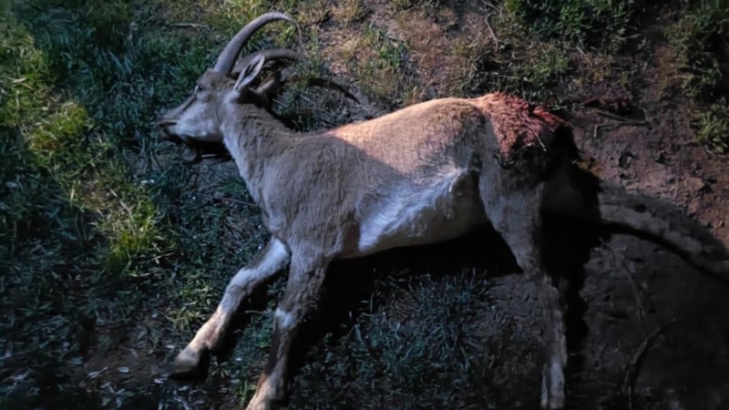 Konya’da dağ keçisini vuran 2 kişiye 687 bin 974 lira ceza