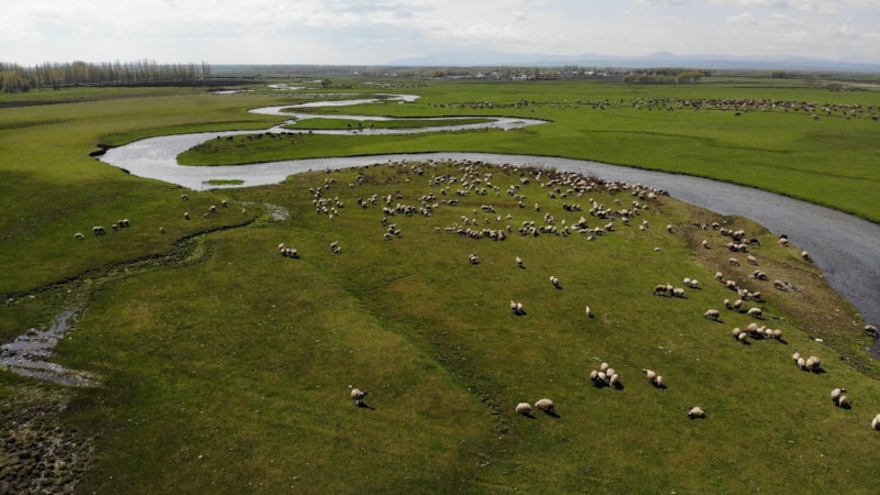 Kars'ta besiciler hayvanlarıyla beraber meralara çıktı