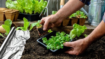 Bahçeye alüminyum folyo koyun, o sorunları ortadan kaldırın