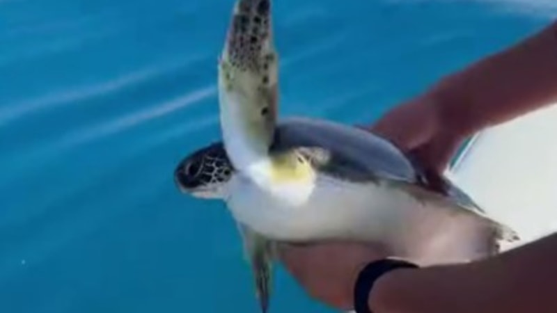 Antalya'da misina ve çuvala dolanan yavru deniz kaplumbağası kurtarıldı